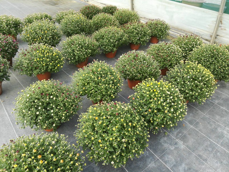 pépinière vendant des chrysanthèmes et des plantes pas cher pour la Toussaint à Lunel à côté de La Grande-Motte.